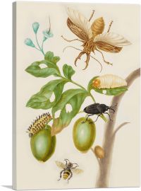 Branch Of Genipapo With Long-Horned Beetle 1702-1-Panel-18x12x1.5 Thick