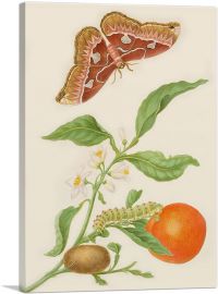 Branch Of Seville Orange With Rothschildia Moth 1702-1-Panel-18x12x1.5 Thick