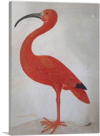 Scarlet Ibis With An Egg 1699-1-Panel-40x26x1.5 Thick