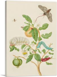 Branch Of Sour Guava With Carolina Sphinx Moth 1702-1-Panel-26x18x1.5 Thick