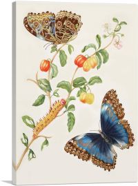 Branch Of West Indian Cherry With Achilles Morpho Butterfly 1703-1-Panel-12x8x.75 Thick