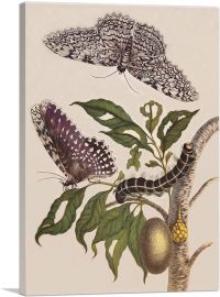 Butterflies Plant And Caterpillar-1-Panel-12x8x.75 Thick