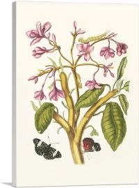 Changes To Surinamese Insects 1705