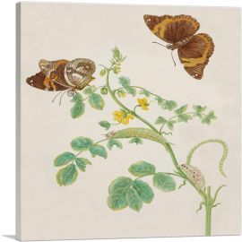 Coffee Senna With Split-Banded Owlet Butterfly 1702-1-Panel-18x18x1.5 Thick