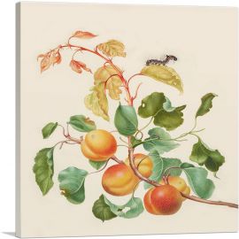 Apricot Branch With Dark Dagger Moth Caterpillar 1705-1-Panel-12x12x1.5 Thick
