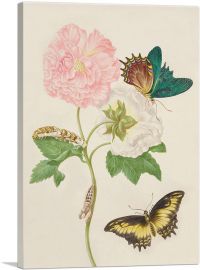 Confederate Rose With Androgeus Swallowtail Butterfly 1702-1-Panel-18x12x1.5 Thick