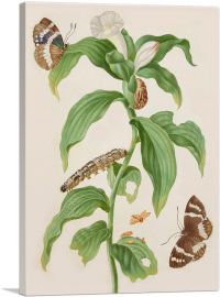 Costus Plant Banana Stem Moth Butterfly Caterpillar-1-Panel-12x8x.75 Thick