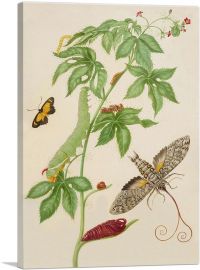 Cotton-Leaf Physicnut With Giant Sphinx Moth 1702-1-Panel-12x8x.75 Thick