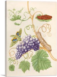 Grape Vine With Gaudy Sphinx Moth 1702-1-Panel-40x26x1.5 Thick