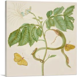 Icecream Bean Tree with Cloudless Sulphur Butterfly 1702-1-Panel-26x26x.75 Thick