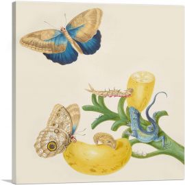 Banana With Teucer Owl Butterfly Rainbow Whiptail Lizard 1702-1-Panel-12x12x1.5 Thick