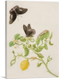 Key Lime With Ruby Spotted Swallowtail Butterfly 1702-1-Panel-26x18x1.5 Thick