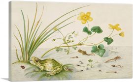 Marsh Marigold With The Life Stages Of a Frog 1705-1-Panel-26x18x1.5 Thick