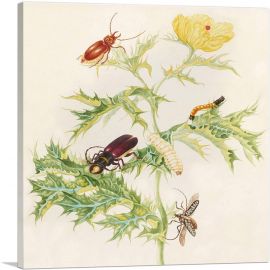 Mexican Poppy Longhorn Beetle 1702-1-Panel-12x12x1.5 Thick