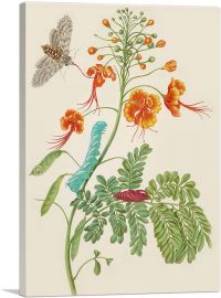Peacock Flower With Carolina Sphinx Moth 1702-1-Panel-40x26x1.5 Thick