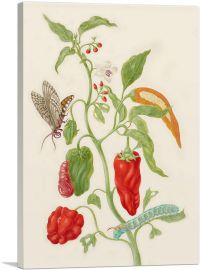 Pepper Plant With Carolina Sphinx Moth 1702-1-Panel-26x18x1.5 Thick
