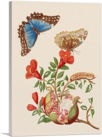 Pomegranate And Menelaus Blue Morpho Butterfly 1702-1-Panel-18x12x1.5 Thick