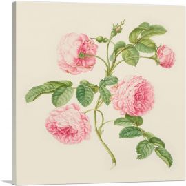 Provence Rose 1705-1-Panel-18x18x1.5 Thick