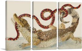 Spectacled Caiman South American False Coral Snake 1705-3-Panels-60x40x1.5 Thick
