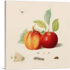 Two Apples With Gypsy Moth 1705