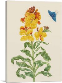 Wallflower With Blue Butterfly 1705