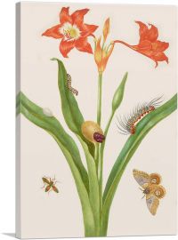 Barbados Lily With Bullseye Moth Leaf-Footed Bug 1702-1-Panel-18x12x1.5 Thick