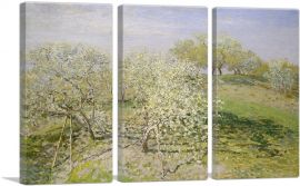 Spring - Fruit Trees in Bloom-3-Panels-60x40x1.5 Thick