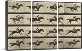 Animal Locomotion - Race Horse-3-Panels-90x60x1.5 Thick