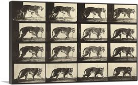 Animal Locomotion - Tiger-1-Panel-40x26x1.5 Thick