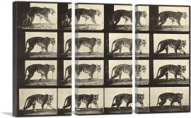 Animal Locomotion - Tiger-3-Panels-90x60x1.5 Thick