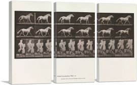 Animal Locomotion - White Horse 1885-3-Panels-60x40x1.5 Thick