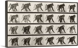 Baboon Walking on All Fours-1-Panel-40x26x1.5 Thick