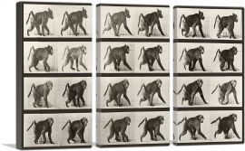 Baboon Walking on All Fours-3-Panels-60x40x1.5 Thick