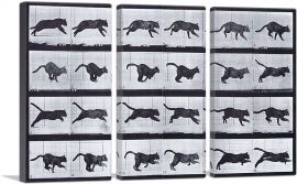 Cat Running-3-Panels-90x60x1.5 Thick