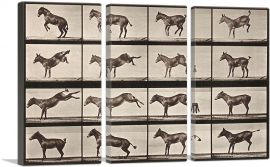Donkey Bucking and Kicking-3-Panels-90x60x1.5 Thick