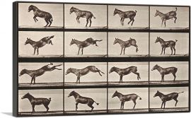 Donkey Bucking and Kicking-1-Panel-18x12x1.5 Thick