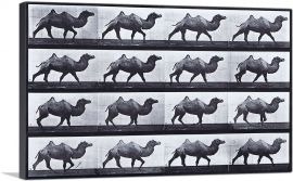 Egyptian Camel Walking-1-Panel-18x12x1.5 Thick