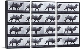 Egyptian Camel Walking-3-Panels-90x60x1.5 Thick