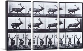 Elk Galloping-3-Panels-90x60x1.5 Thick