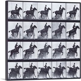 Horse Daisy Jumping Hurdle Saddled With Male Rider-1-Panel-18x18x1.5 Thick