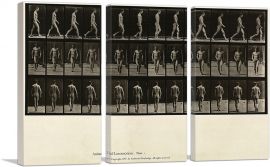 Man Walking Locomotion Plate 1 1887-3-Panels-60x40x1.5 Thick
