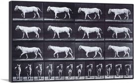White Horse - Animal Locomotion-1-Panel-18x12x1.5 Thick