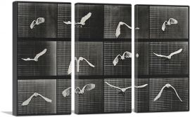 A Parrot Flying 1887-3-Panels-60x40x1.5 Thick