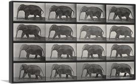 An Elephant Walking Black and White-1-Panel-26x18x1.5 Thick