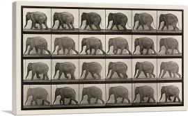 An Elephant Walking Sepia-1-Panel-26x18x1.5 Thick