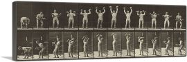 Animal Locomotion - Man With Dumbbells-1-Panel-36x12x1.5 Thick
