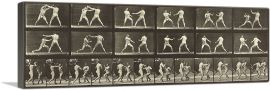 Animal Locomotion - Men Boxing-1-Panel-36x12x1.5 Thick