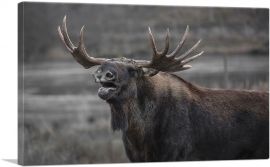 Alaskan Moose Home Decor Rectangle-1-Panel-40x26x1.5 Thick