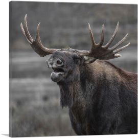Alaskan Moose Home Decor Square-1-Panel-36x36x1.5 Thick