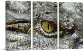 Crocodile Eye Zoo decor-3-Panels-60x40x1.5 Thick